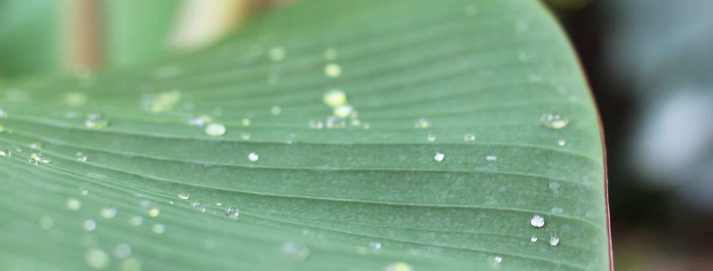 Feuille verte couverte de gouttes de rosée, image de calme associée à la régulation du système nerveux